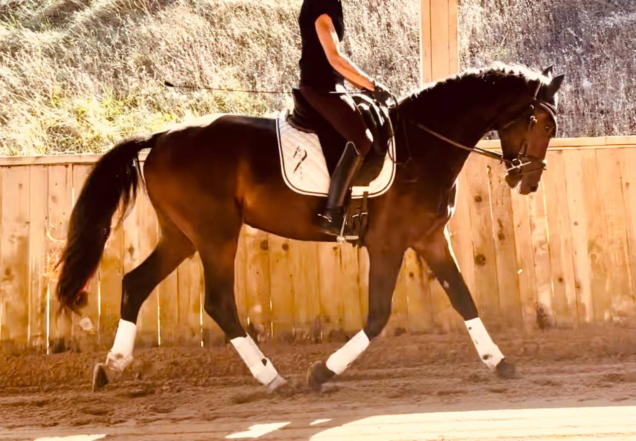 Castrone KWPN Cavallo da Sport Neerlandese In vendita 2023 Baio scuro