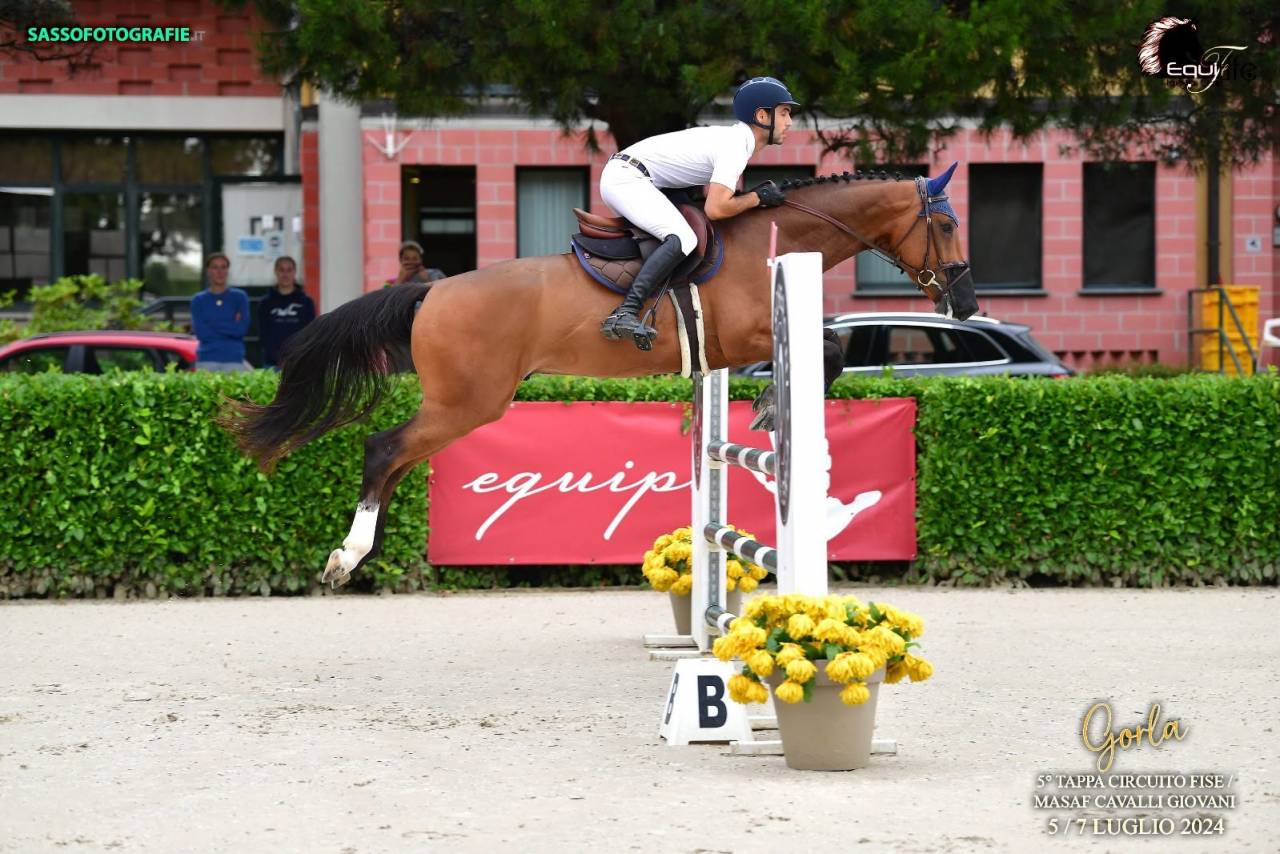 Cavallo Zangersheide del 2020