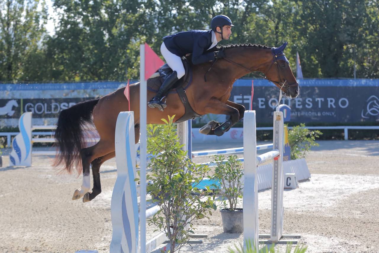 Cavallo Zangersheide del 2020