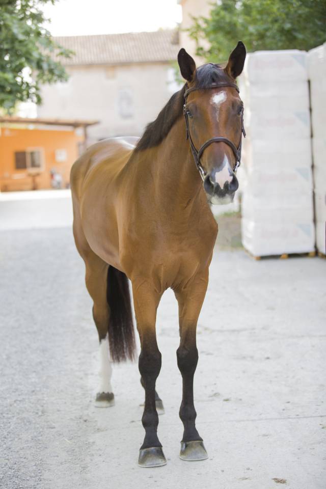 Cavallo Zangersheide del 2020