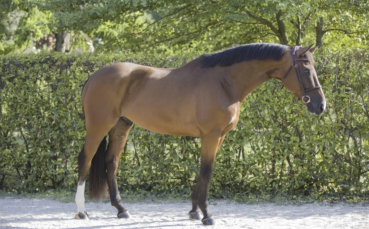 Cavallo Zangersheide del 2020