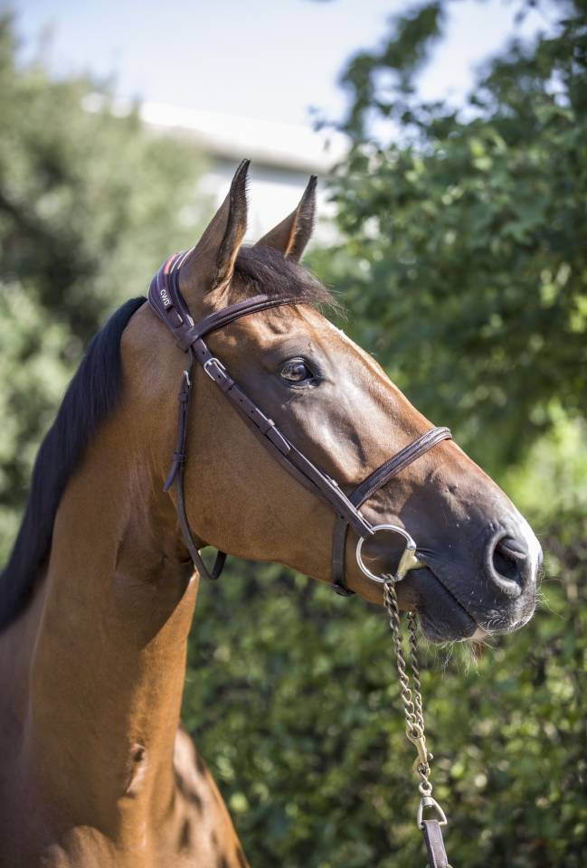 Cavallo Zangersheide del 2020
