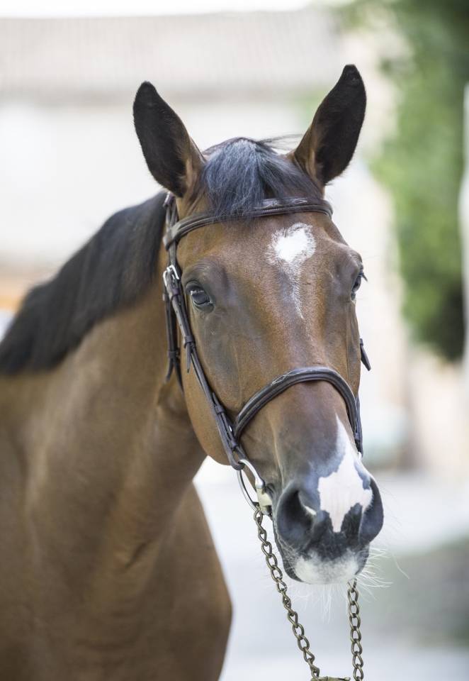 Cavallo Zangersheide del 2020