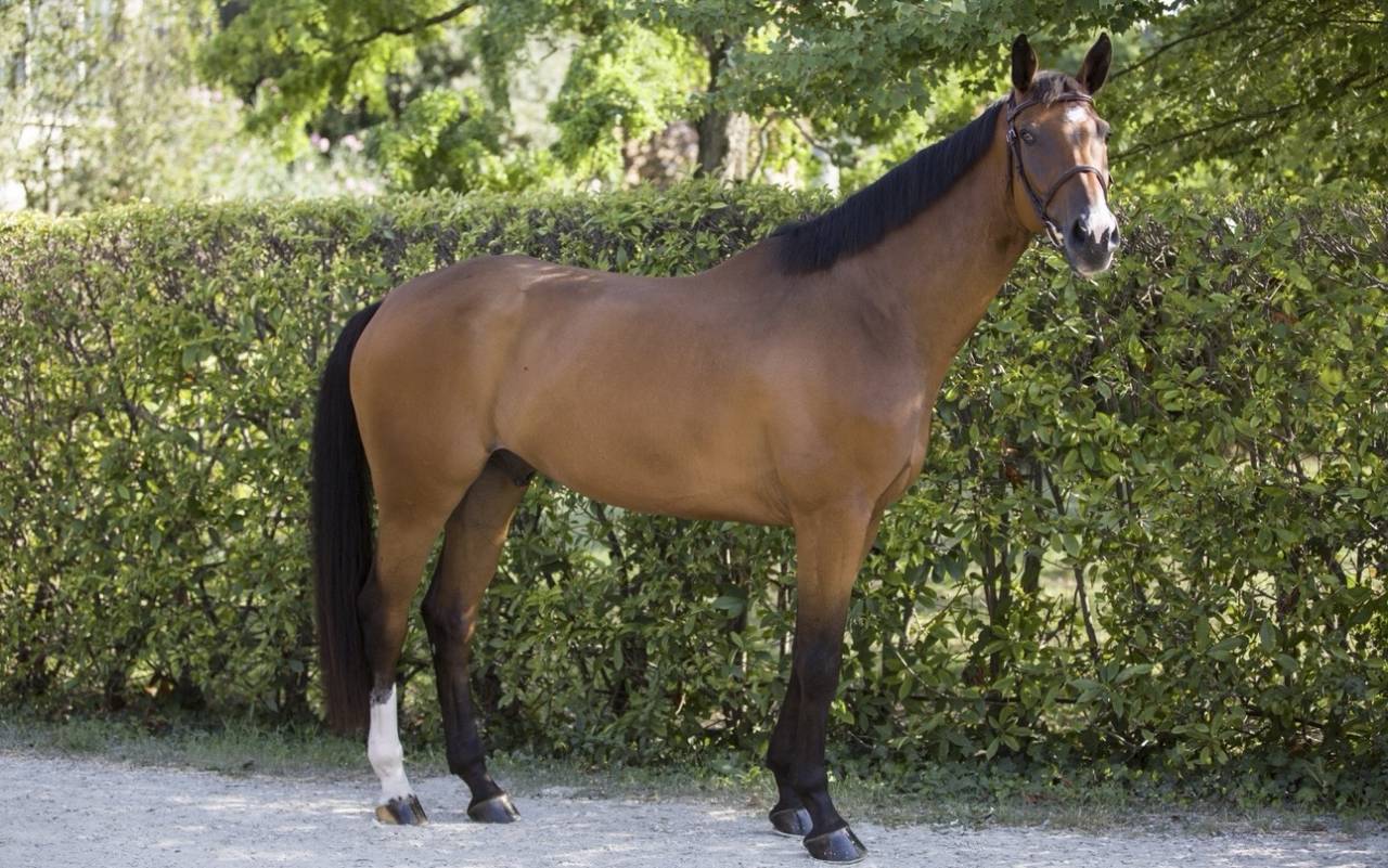 Cavallo Zangersheide del 2020