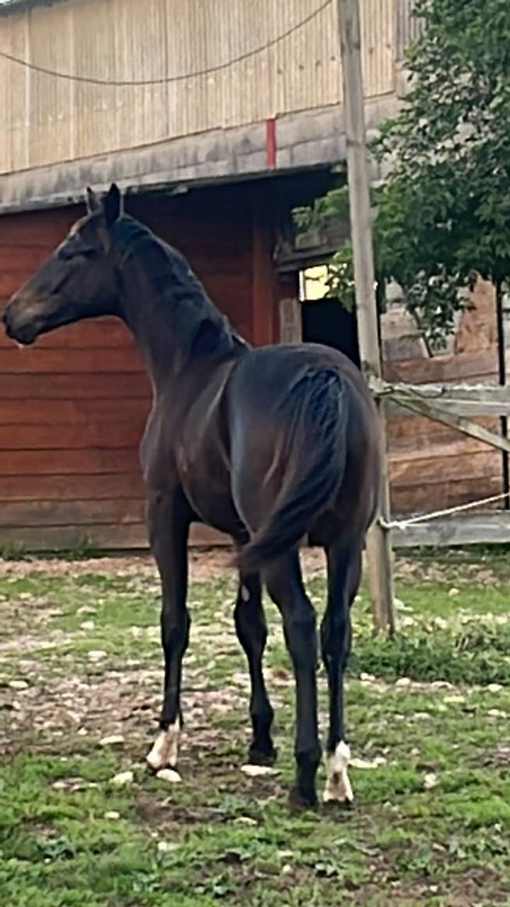 Castrone Sella Francese In vendita 2024 Baio scuro ,  DANCIANO