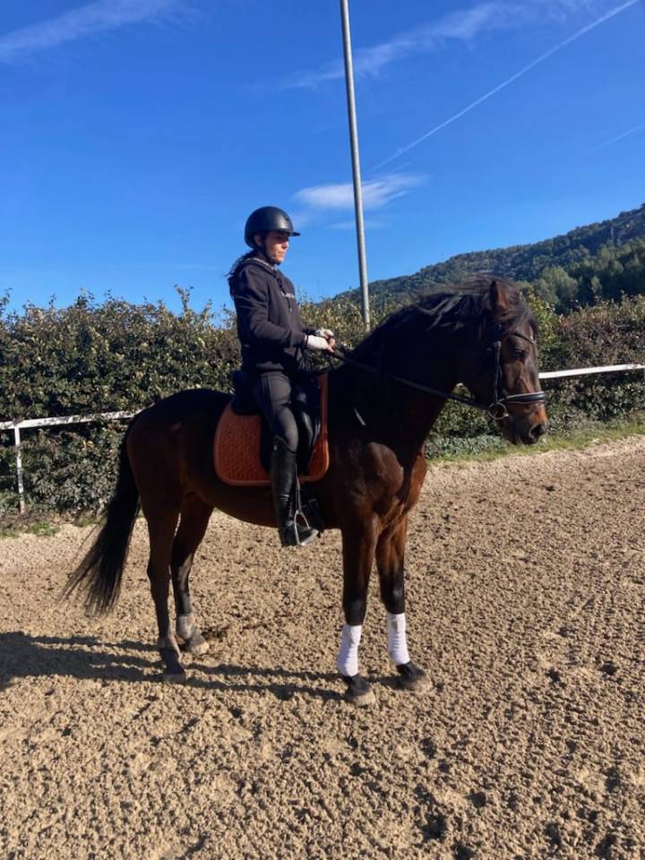 Castrone KWPN Cavallo da Sport Neerlandese In vendita 2015 Baio ,  SANDREO
