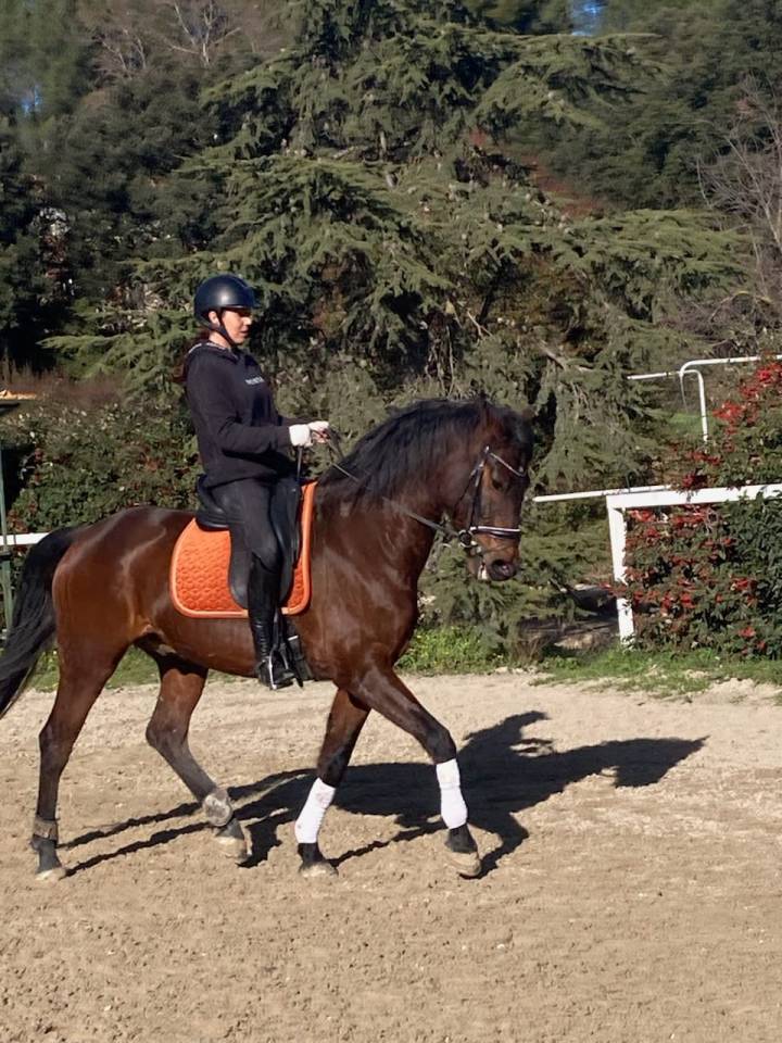 Castrone KWPN Cavallo da Sport Neerlandese In vendita 2015 Baio ,  SANDREO