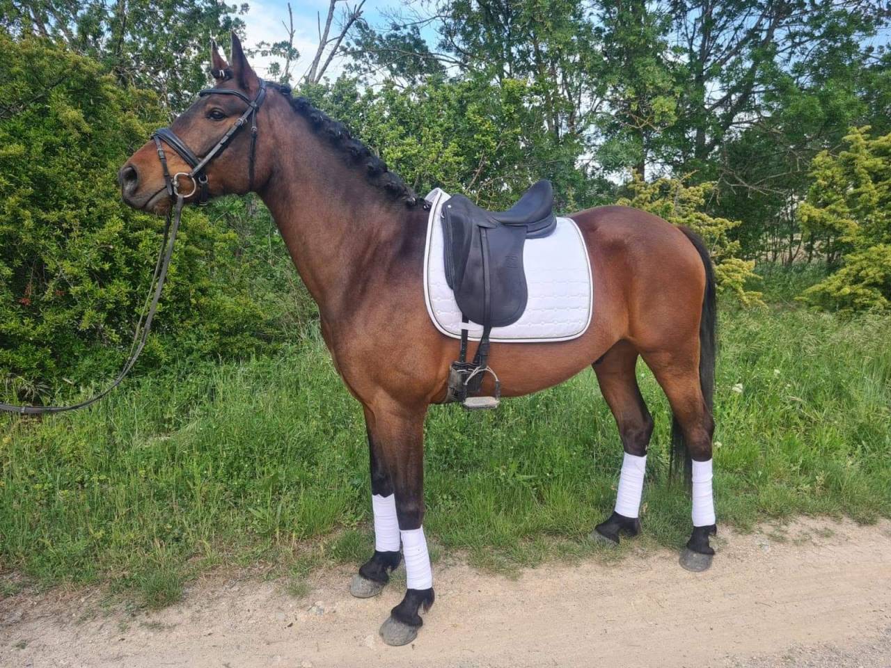 Castrone KWPN Cavallo da Sport Neerlandese In vendita 2015 Baio ,  SANDREO