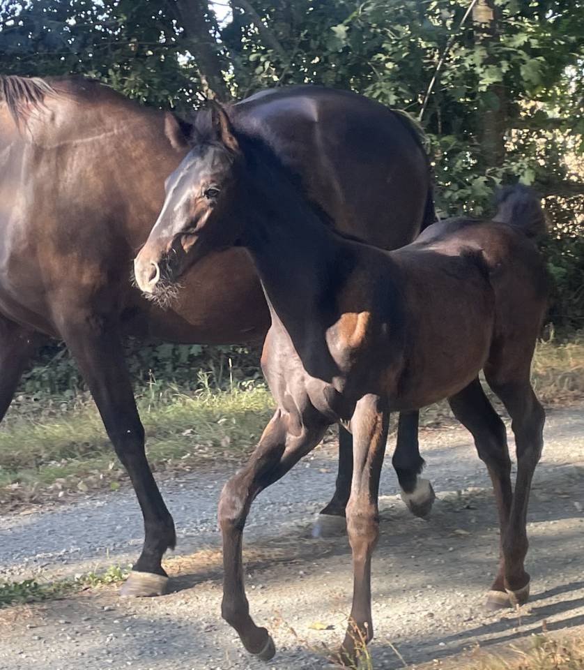 Puledra Sella Francese In vendita 2026 Nero ,  HEROE DE CAFENY