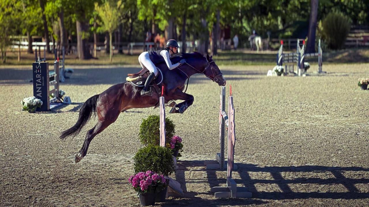 Castrone Sella Francese In vendita 2019 Baio scuro