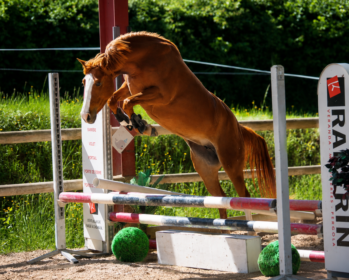 Cavalla Altre Razze di Pony In vendita 2022 Sauro