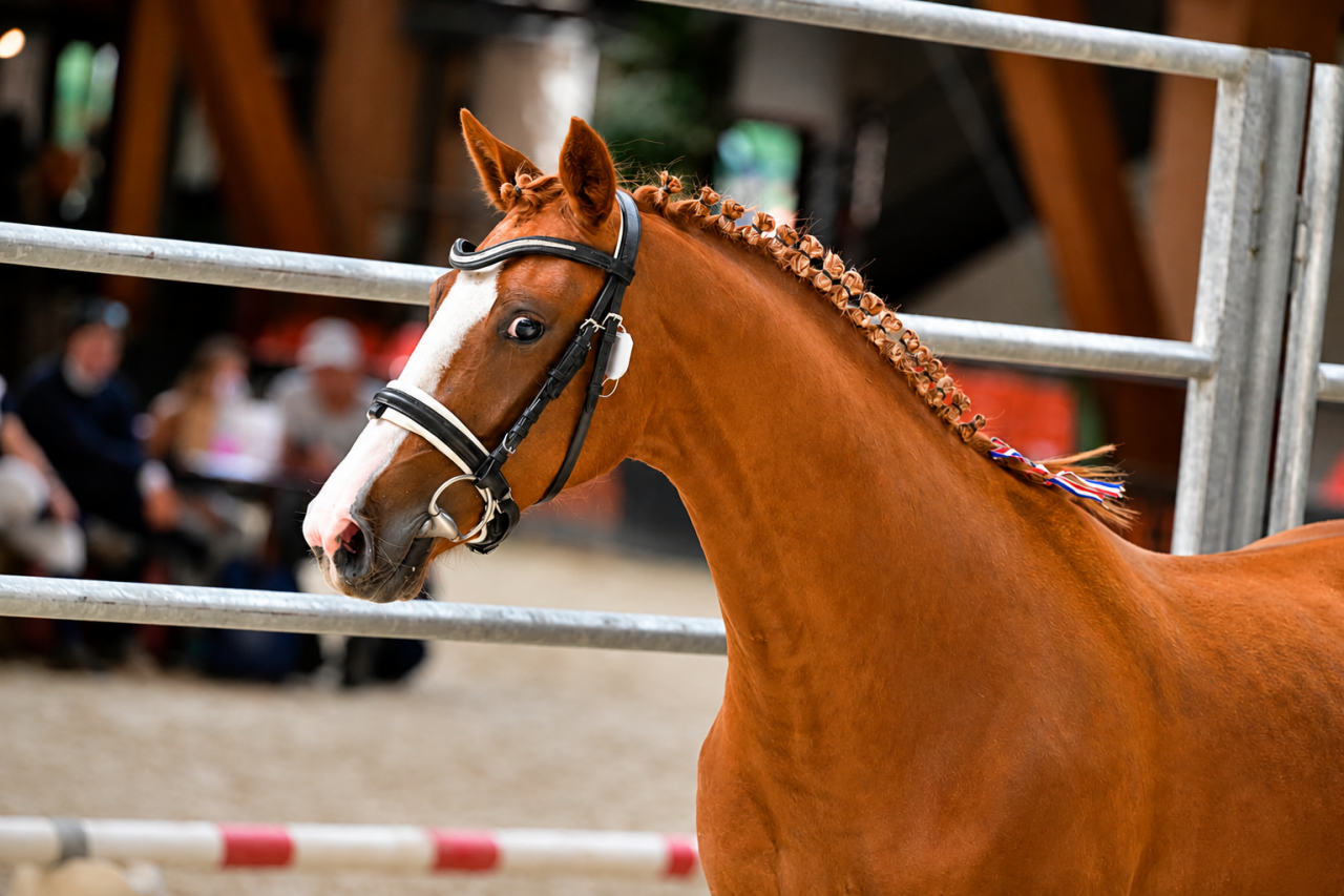Cavalla Altre Razze di Pony In vendita 2022 Sauro