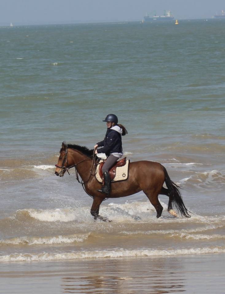 Cavalla PFS Pony Francese da Sella In vendita 2015 Baio ,  INTERMEDE A BORD