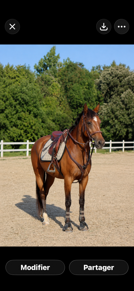 Cavalla PFS Pony Francese da Sella In vendita 2015 Baio ,  INTERMEDE A BORD