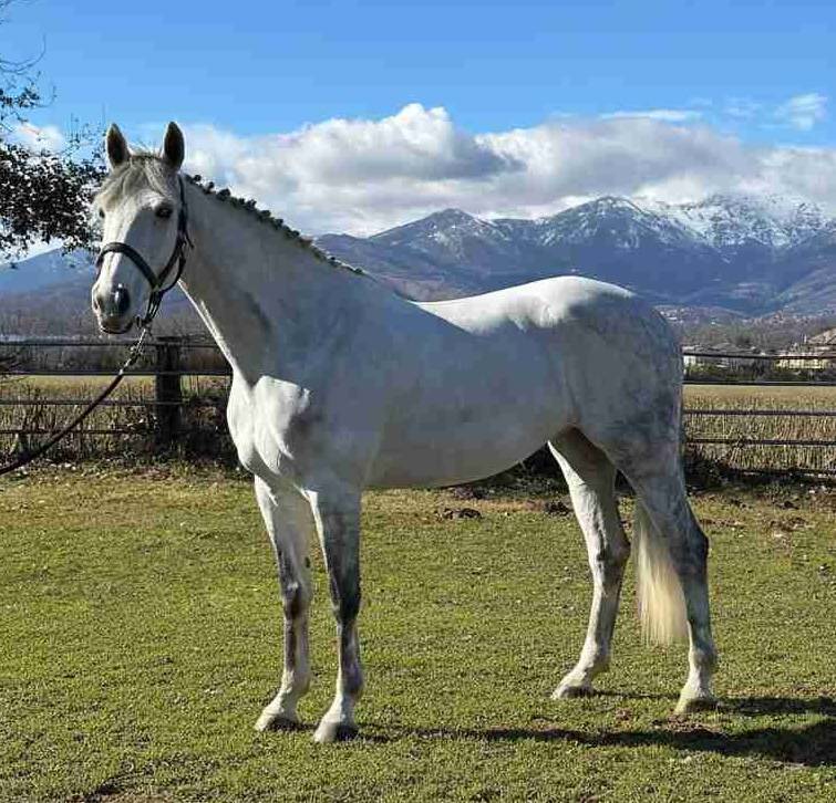 Cavalla Francese 10 anni
