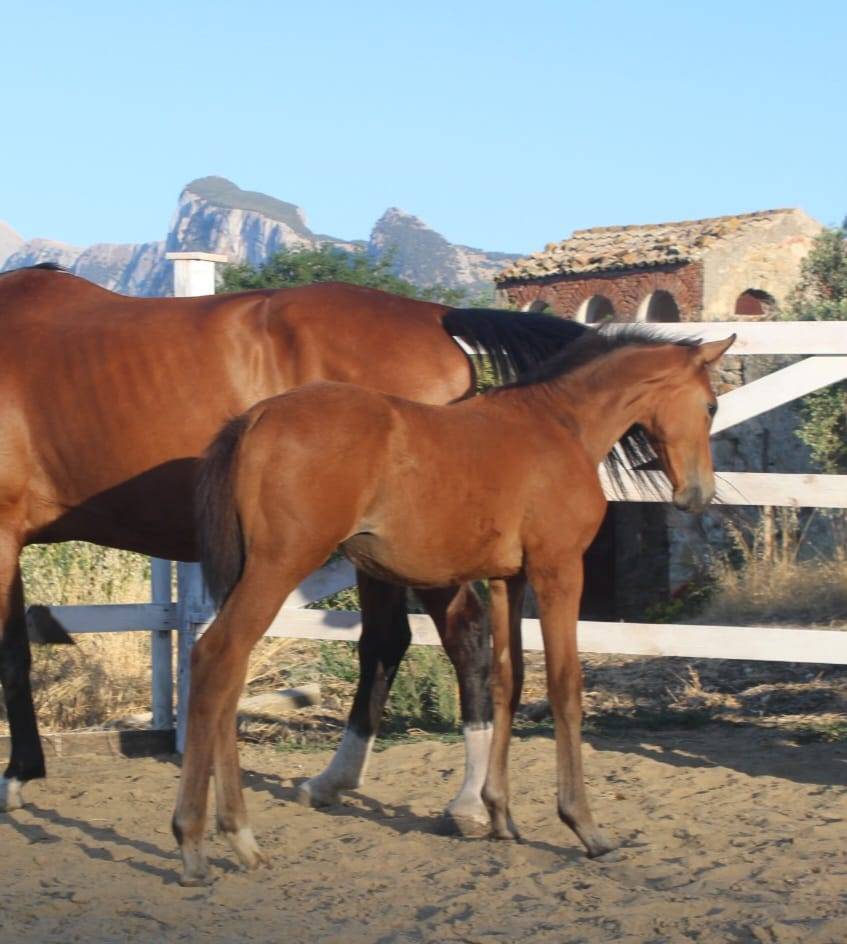 Puledra sella italiano da Dominator z 