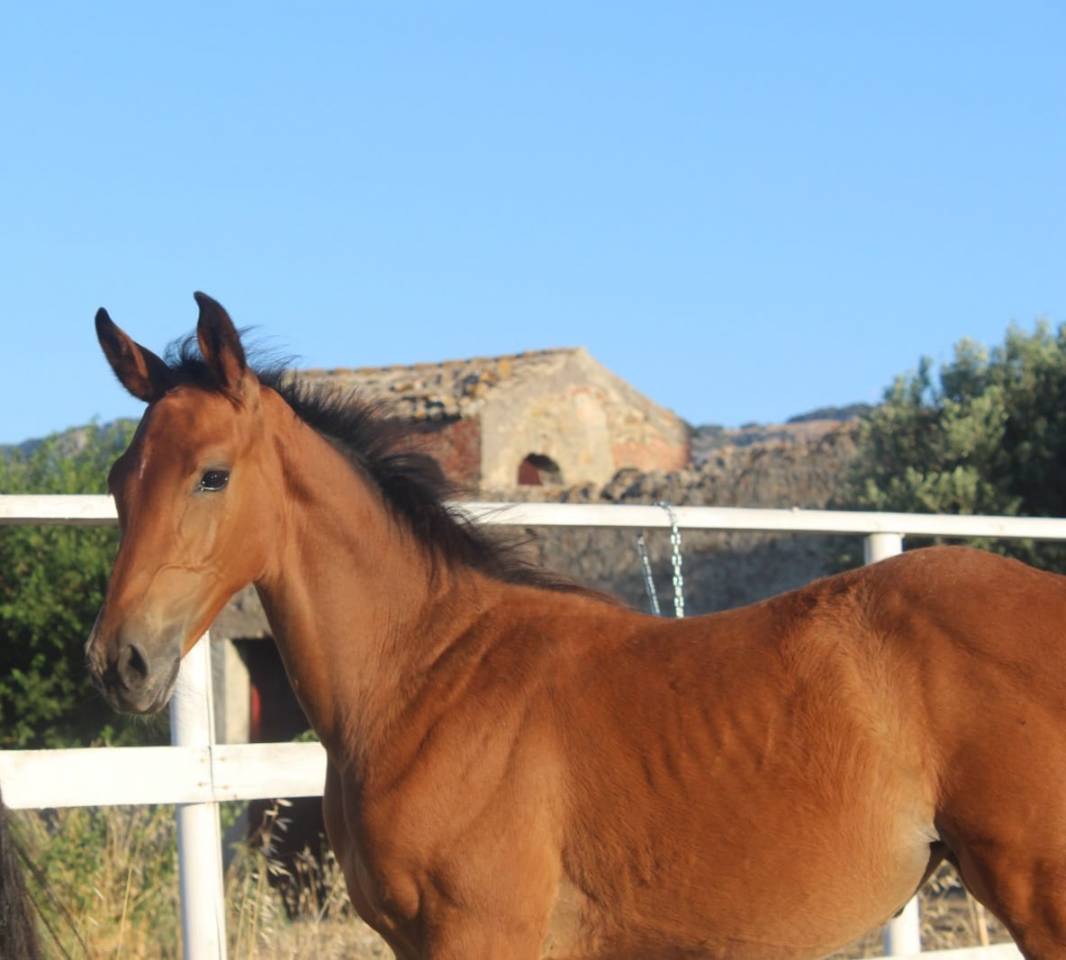 Puledra sella italiano da Dominator z 
