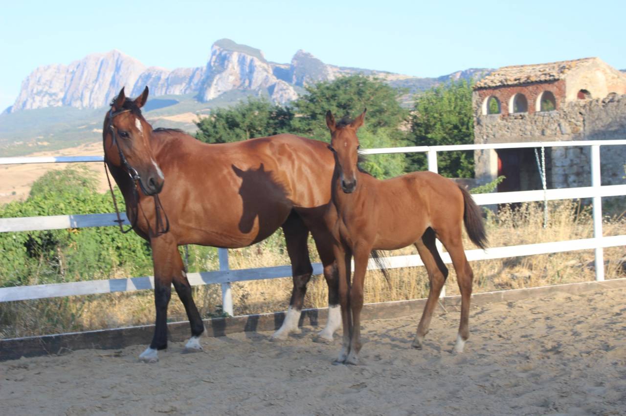 Puledra sella italiano da Dominator z 