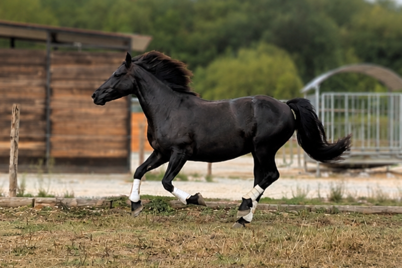 Cavalla M&eacute;rens In vendita 2020 Nero ,  Sheitan du Boila
