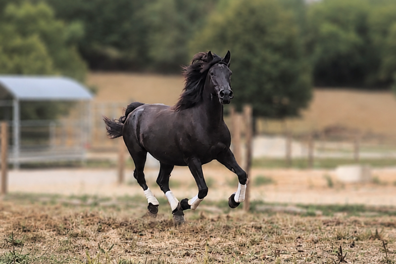Cavalla M&eacute;rens In vendita 2020 Nero ,  Sheitan du Boila