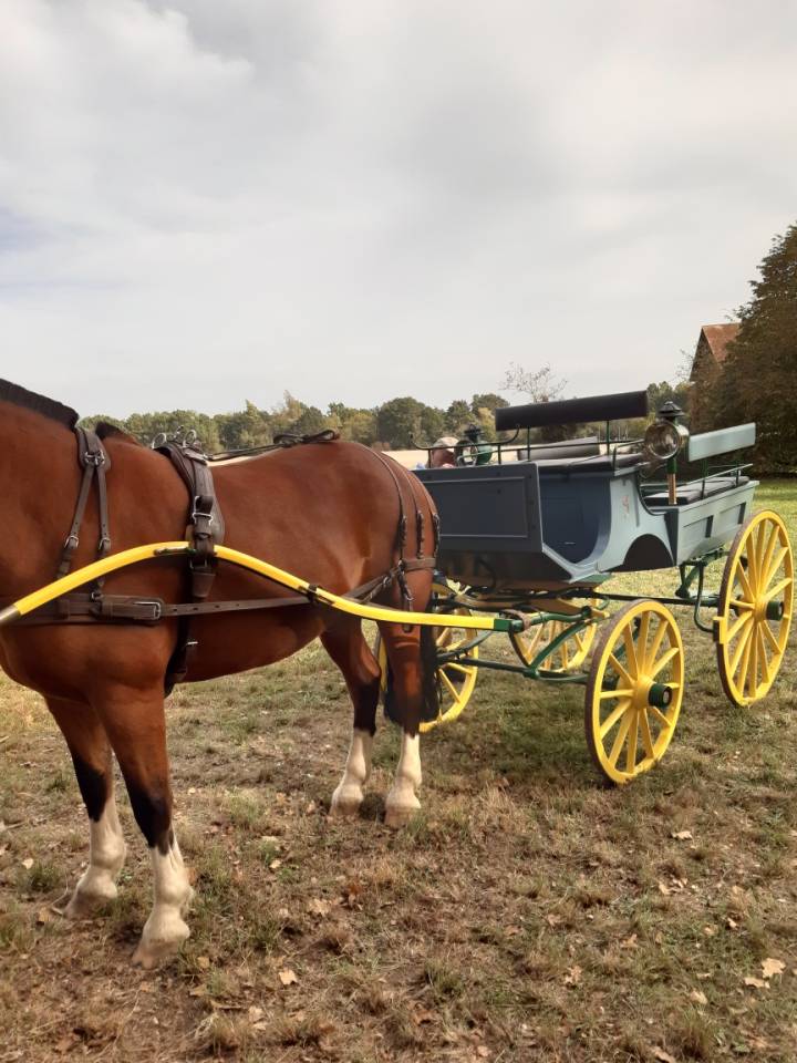 Attacchi - Carro a panca - Altra marca - Phaeton 