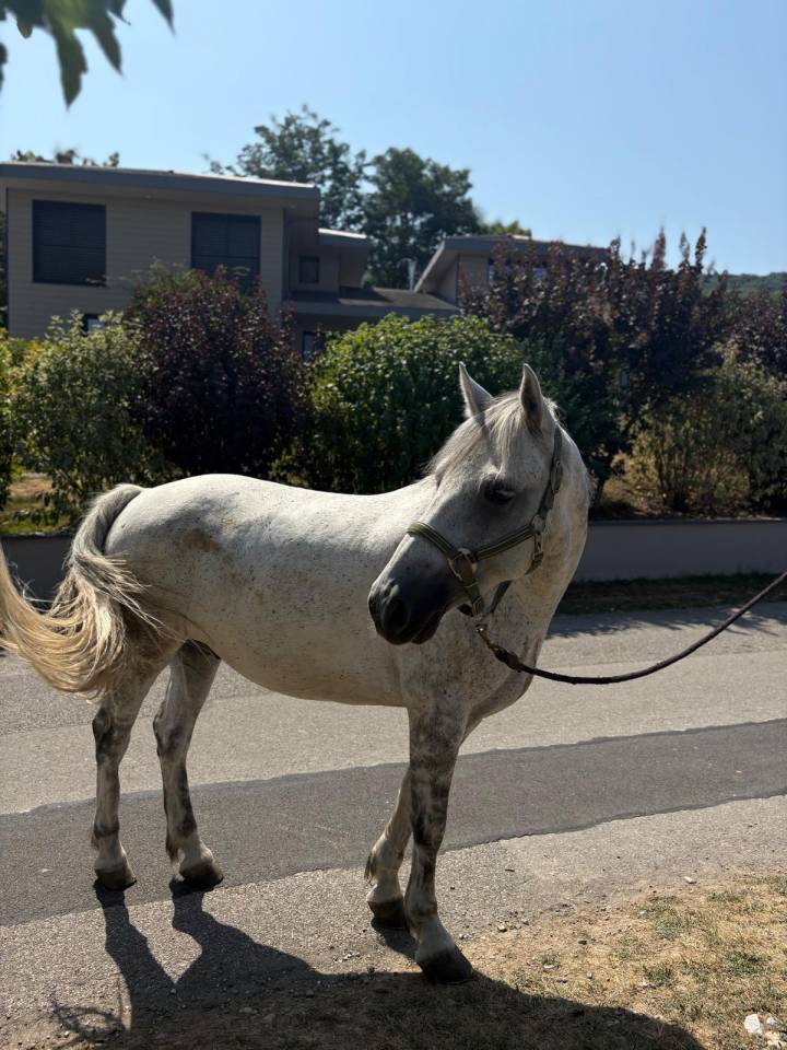 Castrone Connemara In vendita 2019 Grigio