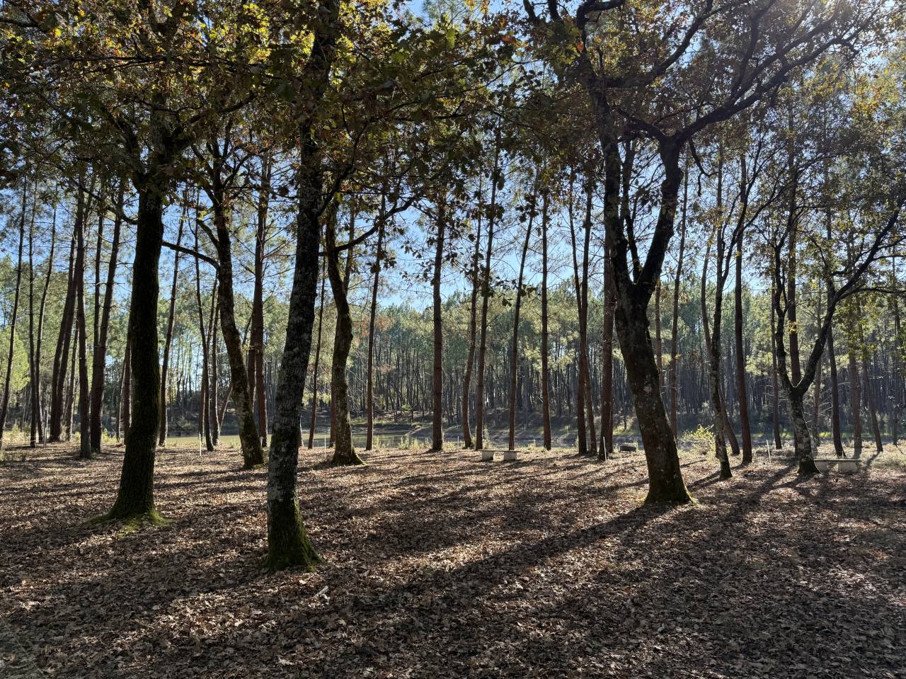 Propriet&agrave; rurale In vendita Gironde