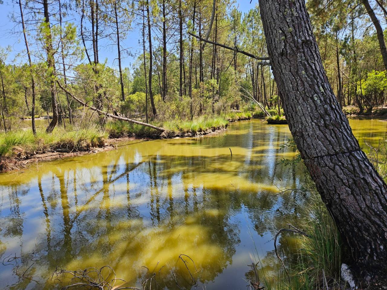 Propriet&agrave; rurale In vendita Gironde