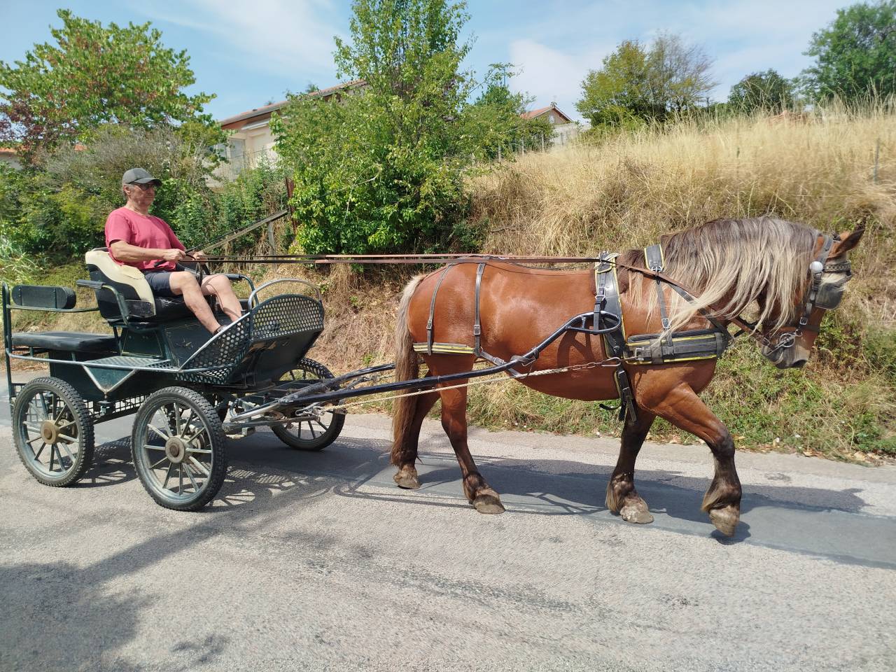 Cavalla Tiro Comtois In vendita 2021 Sauro