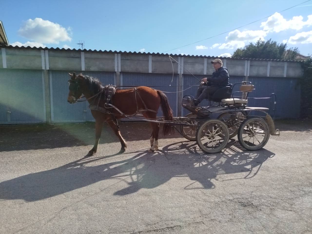 Castrone Origine non conosciuta  In vendita 2023 Baio