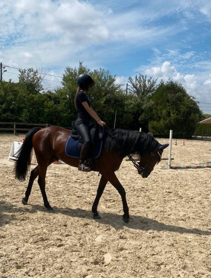 Castrone Trottatore Francese In vendita 2019 Baio