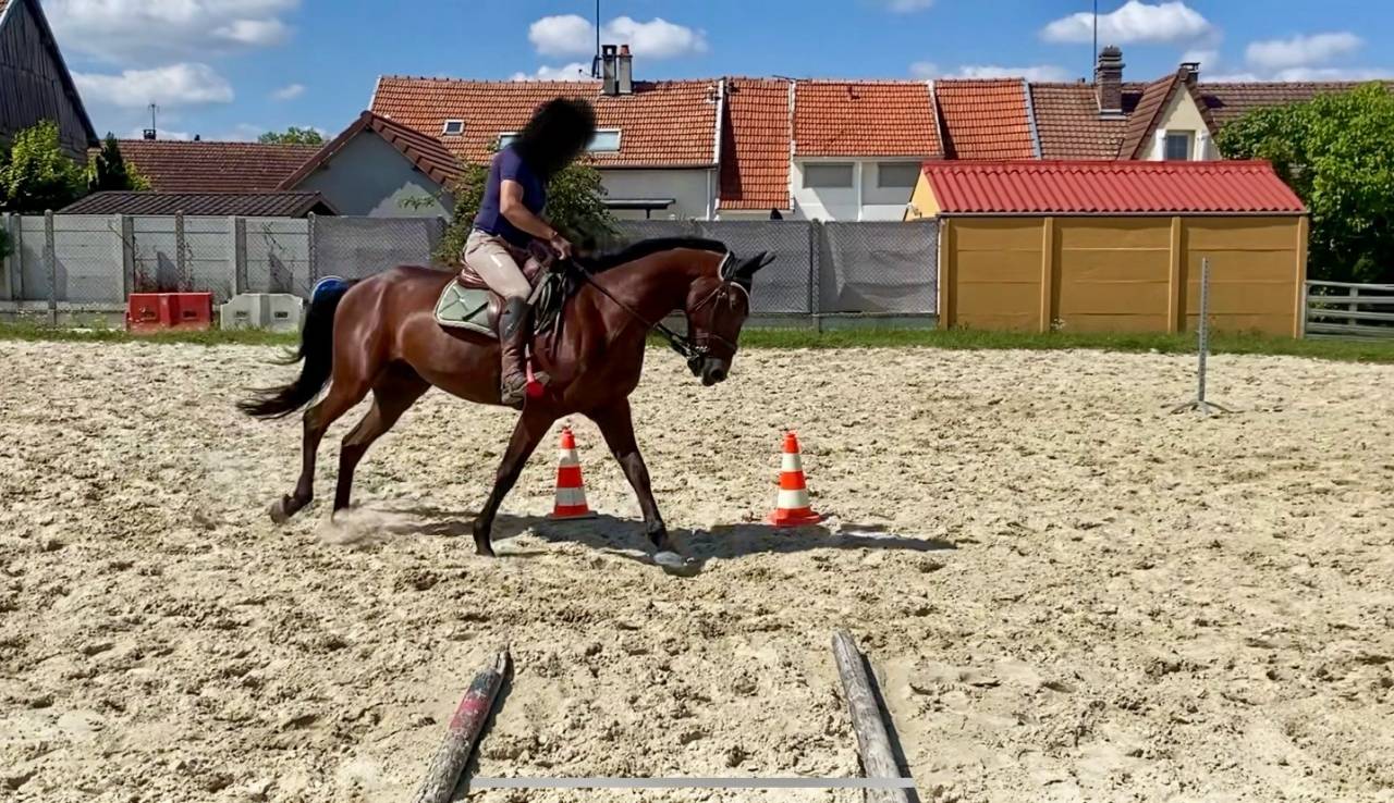 Castrone Trottatore Francese In vendita 2019 Baio