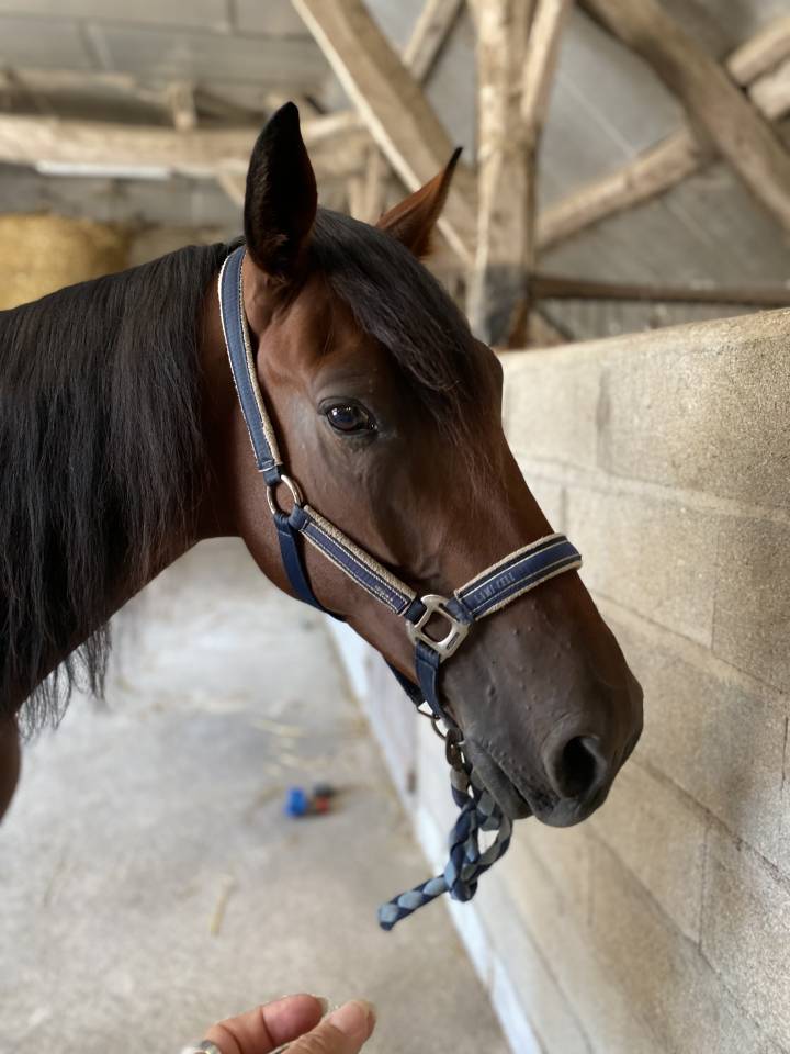 Castrone Trottatore Francese In vendita 2019 Baio