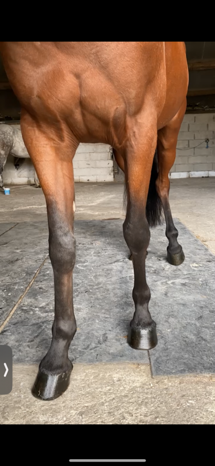 Castrone Trottatore Francese In vendita 2019 Baio