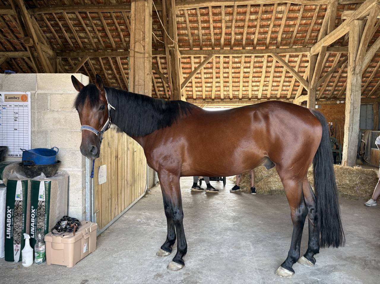 Castrone Trottatore Francese In vendita 2019 Baio