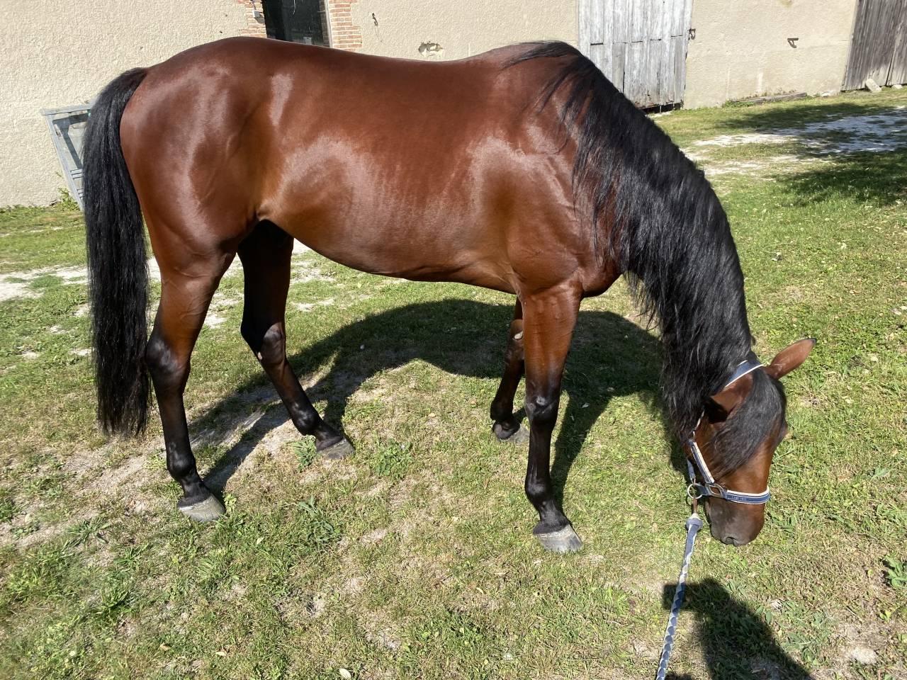 Castrone Trottatore Francese In vendita 2019 Baio