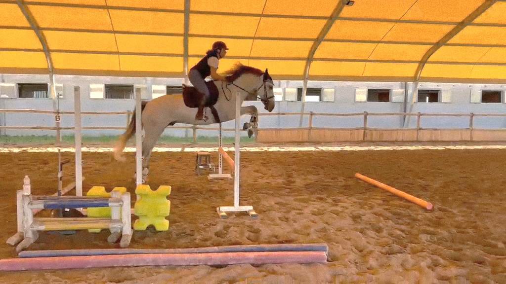 VENDO CAVALLO PUROSANGUE SPAGNOLO DI 7 ANNI
