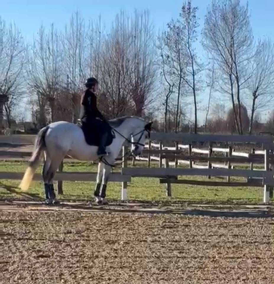 VENDO CAVALLO PUROSANGUE SPAGNOLO DI 7 ANNI