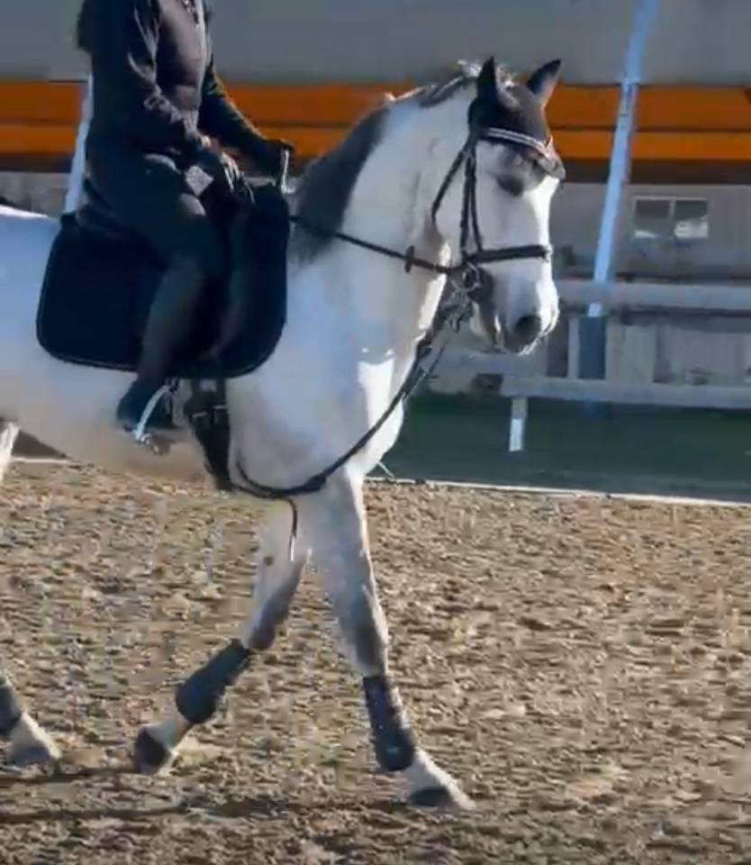 VENDO CAVALLO PUROSANGUE SPAGNOLO DI 7 ANNI