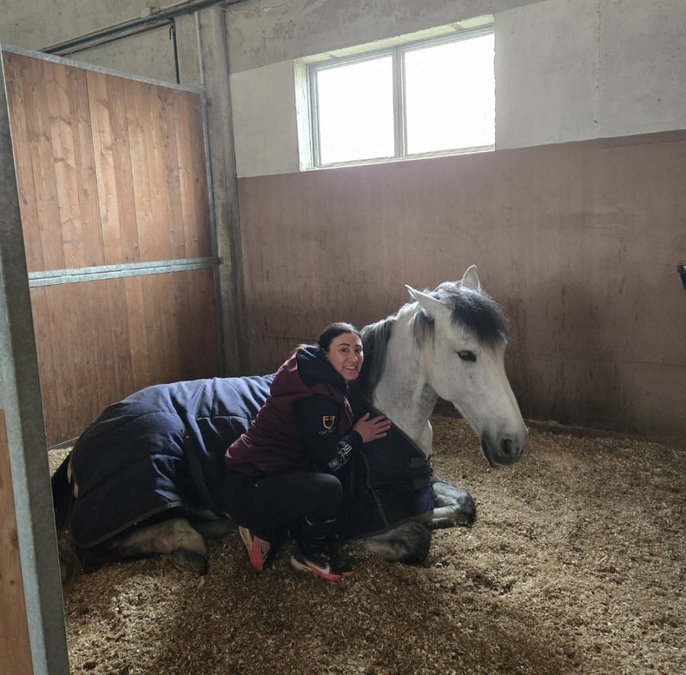 VENDO CAVALLO PUROSANGUE SPAGNOLO DI 7 ANNI