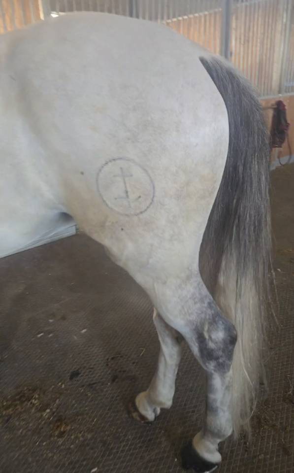 VENDO CAVALLO PUROSANGUE SPAGNOLO DI 7 ANNI