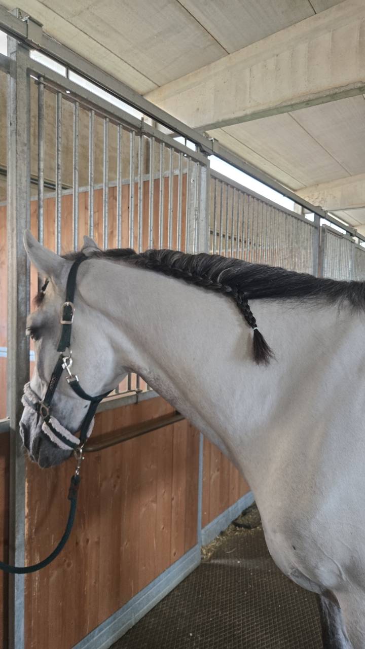 VENDO CAVALLO PUROSANGUE SPAGNOLO DI 7 ANNI