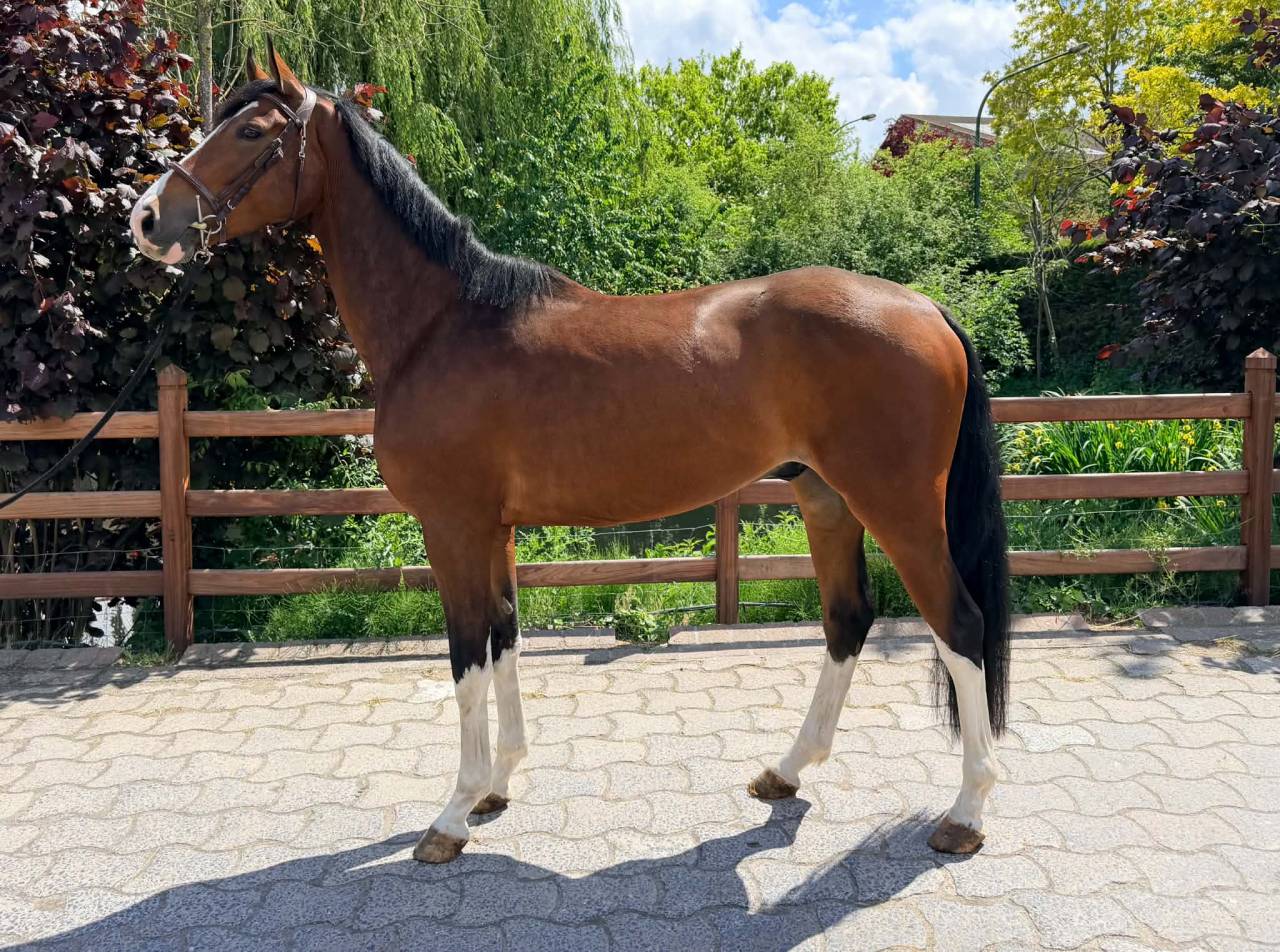 Castrone BWP Cavallo da Sangue Belgio In vendita 2022 Baio ,  Marco van spieveld