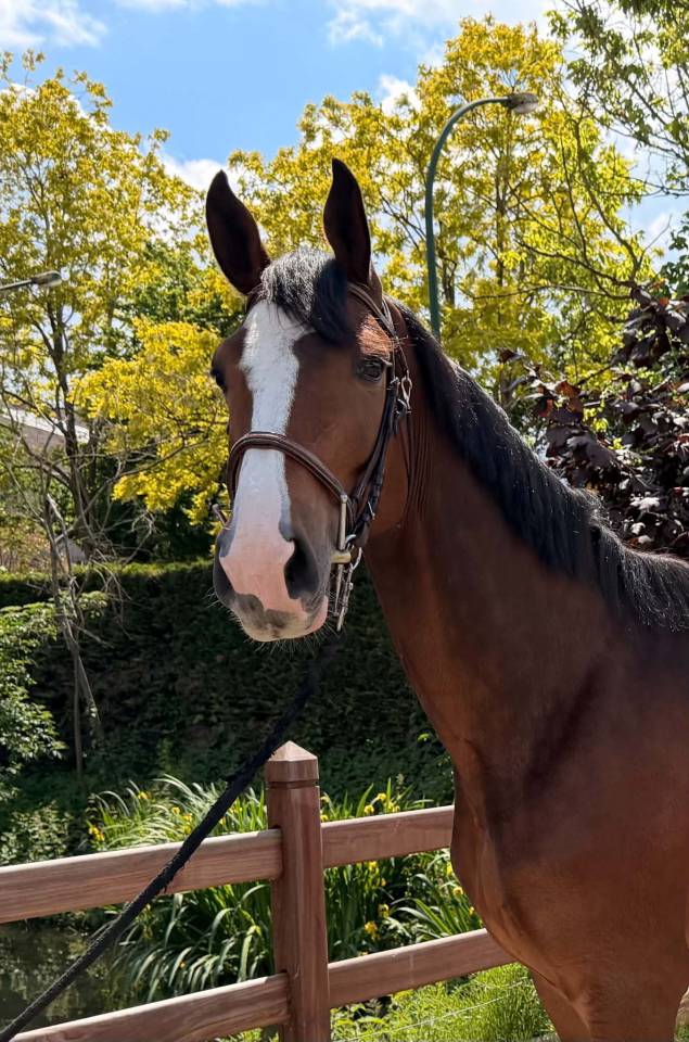 Castrone BWP Cavallo da Sangue Belgio In vendita 2022 Baio ,  Marco van spieveld