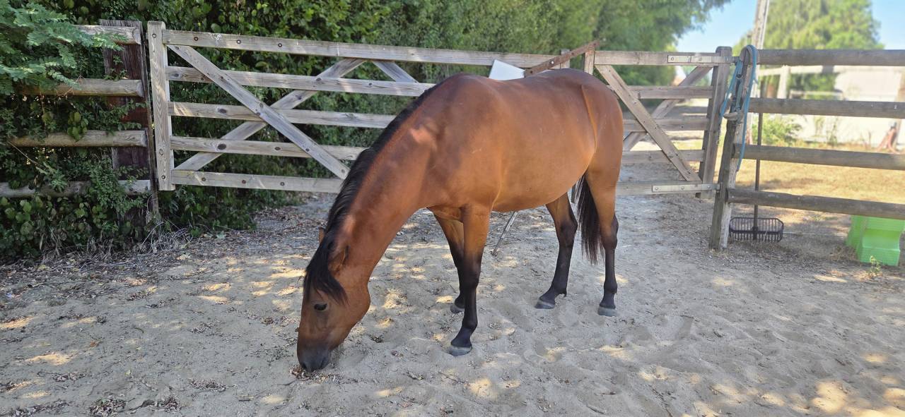 Cavalla New Forest In vendita 2024 Baio ,  L'ancelot du m&eacute;nage
