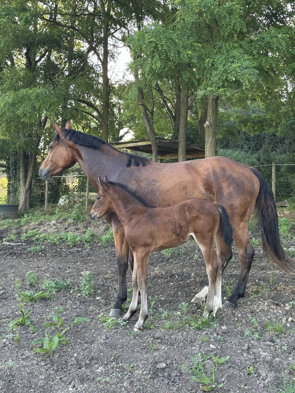 Puledro AES Anglo European Studbook In vendita 2026 Baio ,  CA&Iuml;D DES FOUG&Egrave;RES