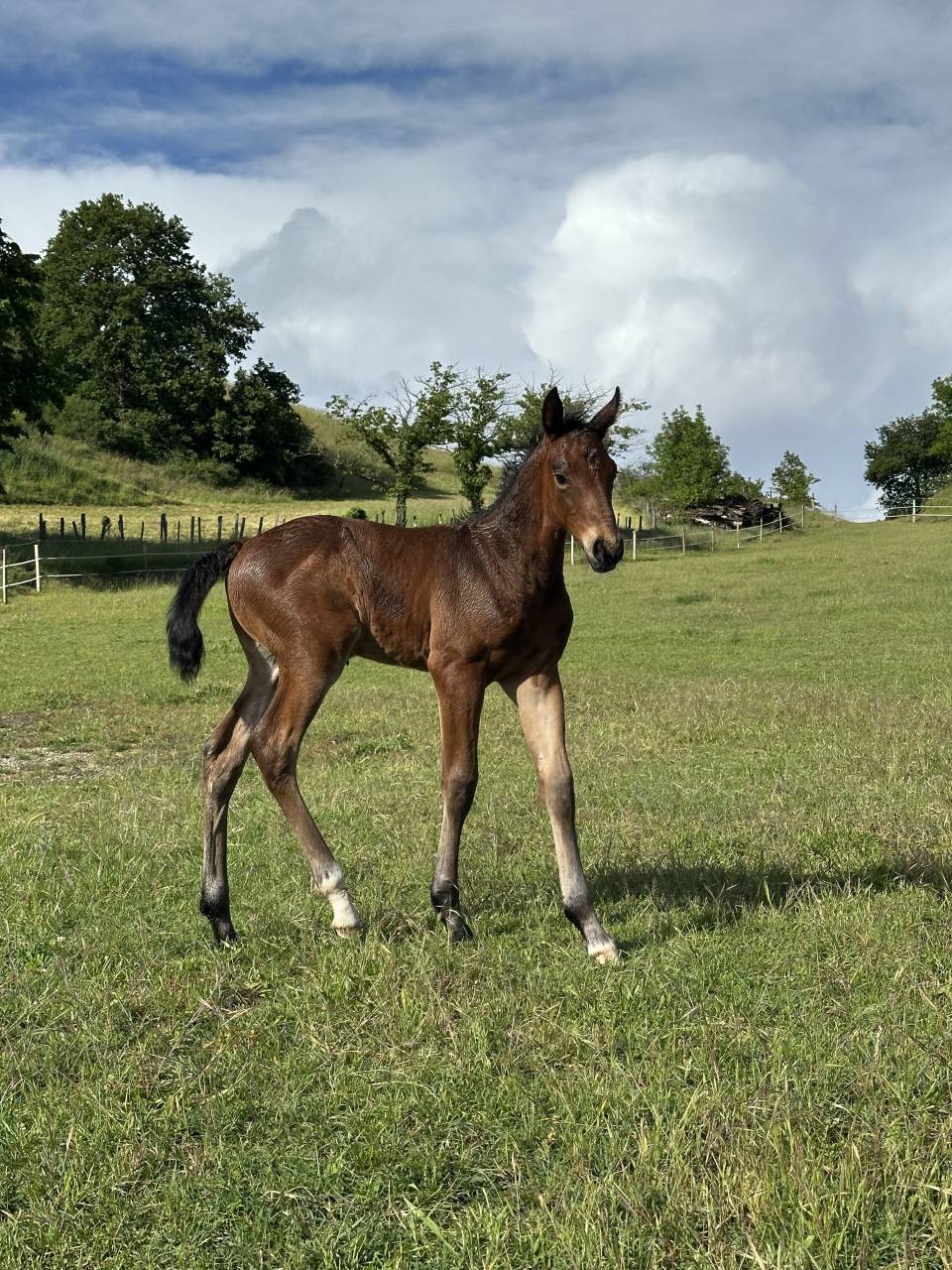Puledro AES Anglo European Studbook In vendita 2026 Baio ,  CA&Iuml;D DES FOUG&Egrave;RES