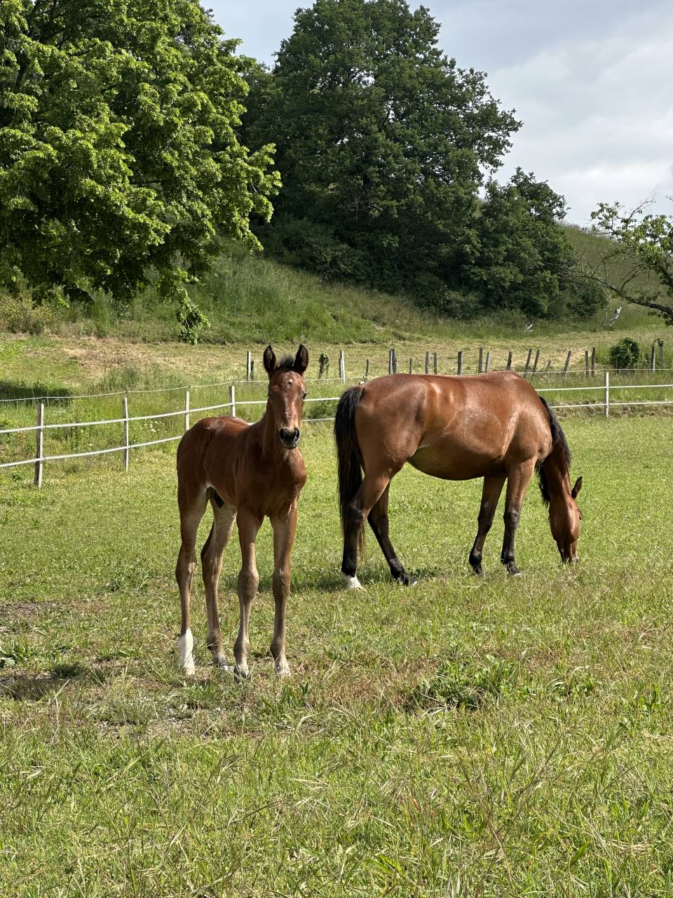 Puledro AES Anglo European Studbook In vendita 2026 Baio ,  CA&Iuml;D DES FOUG&Egrave;RES