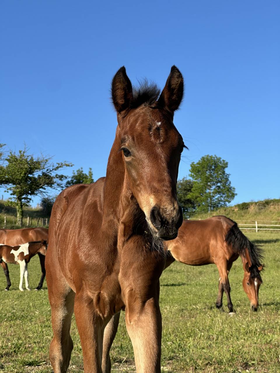 Puledro AES Anglo European Studbook In vendita 2026 Baio ,  CA&Iuml;D DES FOUG&Egrave;RES