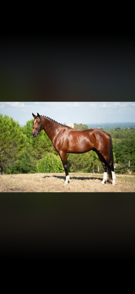 Puledro AES Anglo European Studbook In vendita 2026 Baio ,  CA&Iuml;D DES FOUG&Egrave;RES